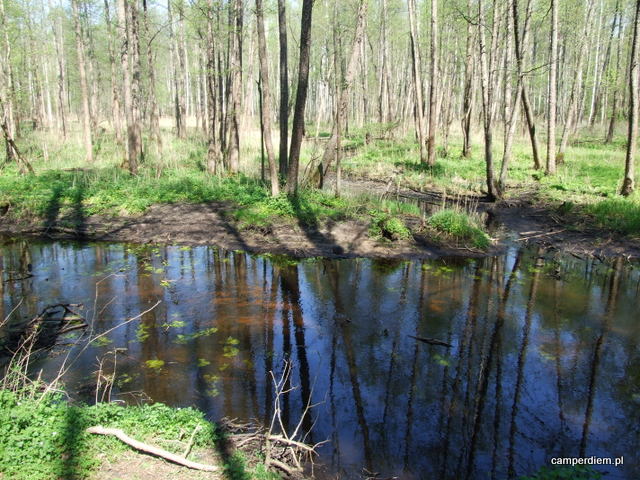 rzeka Łutownia w okolicy Szlaku Dębów Królewskich