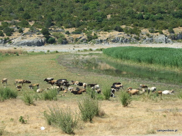 krowy w Psarades